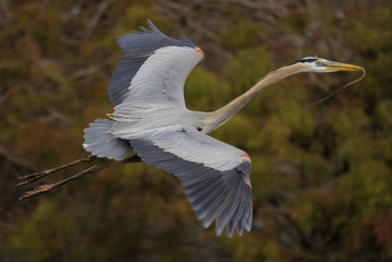 Nesting Great Blue Herons in southern Florida