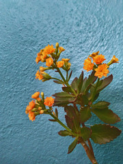 Vintage yellow flowers and blue background