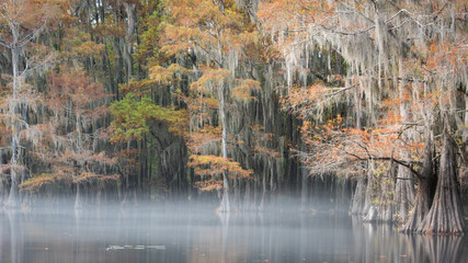 Fototapeta premium Caddo Lake Fall Color
