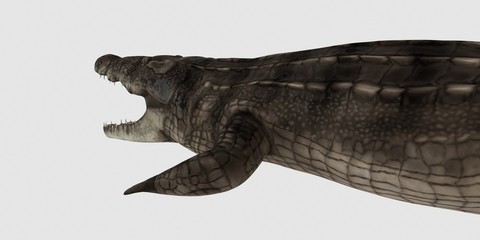 Extremely detailed and realistic high resolution 3d illustration of a crocodile. Isolated on white background