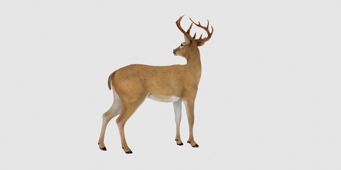 Extremely detailed and realistic high resolution 3d illustration of a deer isolated on white background