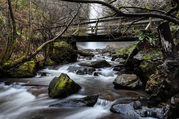 stream in forest