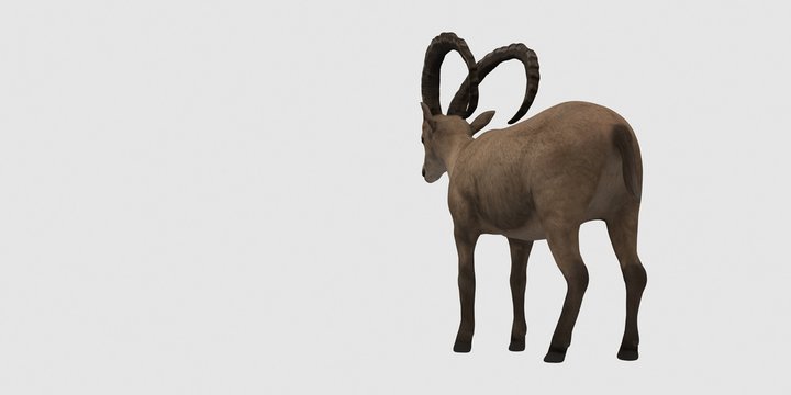 Extremely detailed and realistic high resolution 3d illustration of an Ibex. Isolated on white background