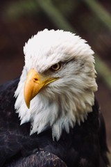 portrait of an eagle