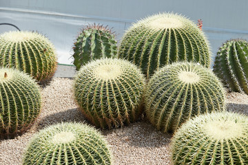 cactus in the garden © mnimage