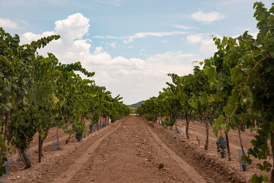 Vi&ntilde;edos en Queretaro, M&eacute;xico