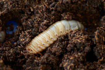 Beetle larva in wet sawdust 