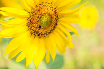 Obraz premium Bee and sunflower over blurred background, nature concept background, summer outdoor day light