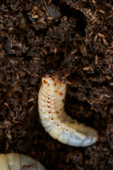 Beetle larva in wet sawdust 