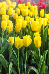 Yellow tulip garden, nature concept background, flower blooming in spring and summer season