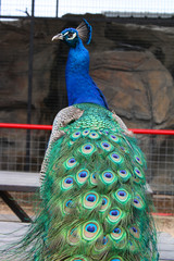 Obraz premium Colorful and beautiful Peacock