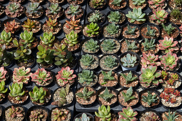 succulent plant 