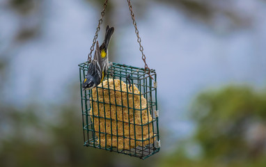 l'oiseau sur le mangeoire 2