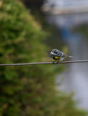 l'oiseau sur un fil 2