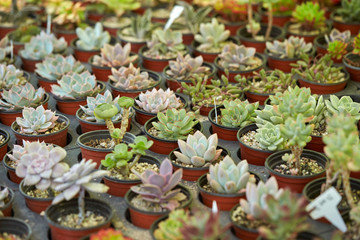 succulent plant 