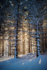 Forest in the winter