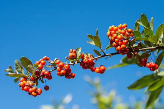 タチバナモドキ Images Browse 127 Stock Photos Vectors And Video Adobe Stock