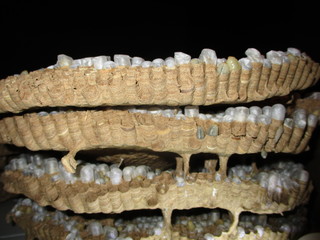 the wasp nest seen from the side looks stacked and hollow