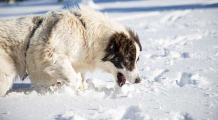 happy dog playing in fresh snow