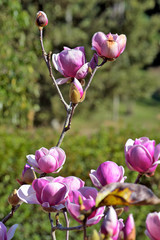 Closeup of pink magnolia bush in bloom