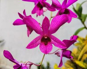 Closeup beautiful purple of orchid flowers blooming. Pretty and fresh flowers in garden
