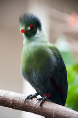 A glamorous green bird