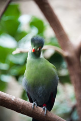 A bird looking at the camera