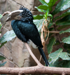 A hornbill sitting on a branch