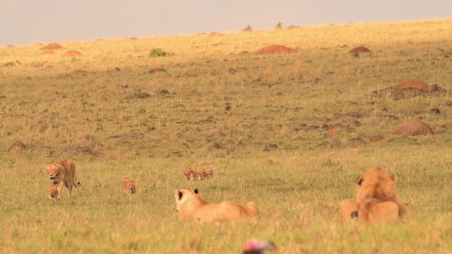 An African lioness walking and being followed by young cubs - wide shot