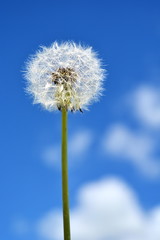 Nature background. Dandelion with seeds on blue sky with white cloude background close up. Vertical frame