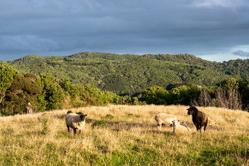 sheep grazing in a golden meadow in the sunset