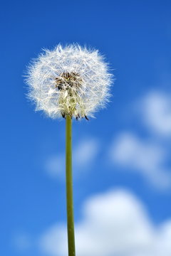 Nature background. Dandelion with seeds on blue sky with white cloude background close up. Vertical frame © andreynov