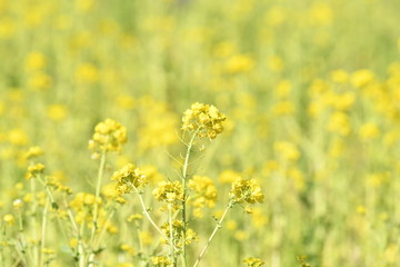 黄色い花　菜の花