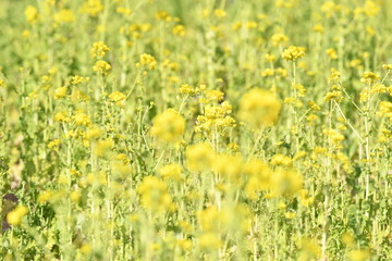 黄色い花　菜の花