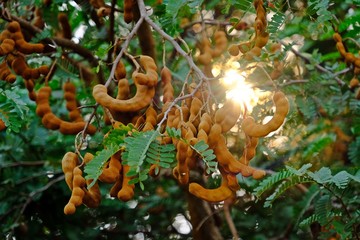 Fresh Tamarind on Tamarind tree with afternoon sunlight.