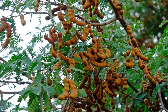 Fresh Tamarind on Tamarind tree.