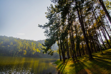Landscape of pine trees near the reservoir
