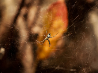 Macro shot of a spider sitting in it's web