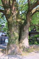 五所八幡宮の大楠、