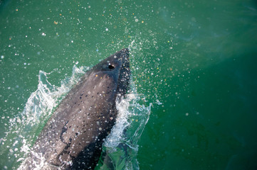 Naklejka premium dolphin bow-surfing