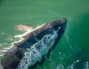 dolphin blowing bubbles