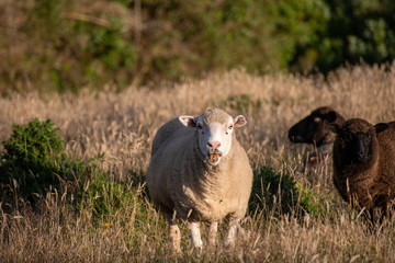 White sheep showing its tongue on a meadow