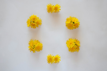 Yellow daisies on a white background 