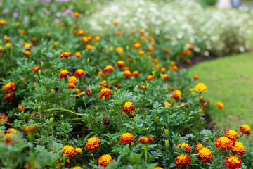 field of yellow flowers