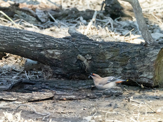 秋ヶ瀬のレンジャク