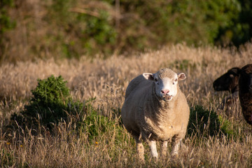 White sheep on a meadow
