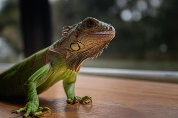 iguana tomando el sol