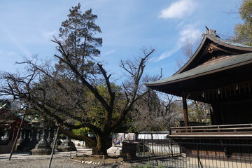 Japanese Shrine