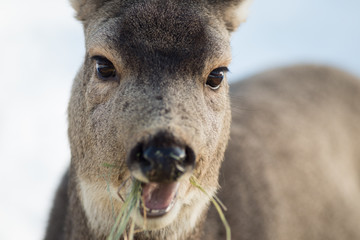 Fototapeta premium Funny Face Mule Deer with Open Mouth