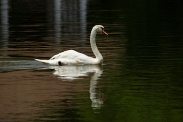 Obraz premium swan on the lake